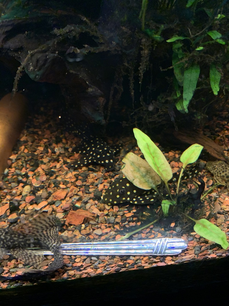 pleco3.jpg