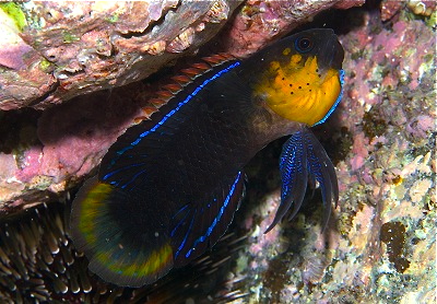 plesiops-coerulineatus.jpg