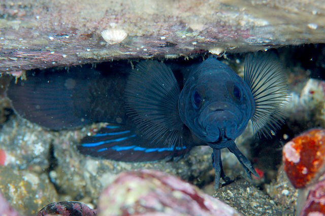 PlesiopsCoeruleolinIzuzuki - Izu Peninsula, Japan.jpg