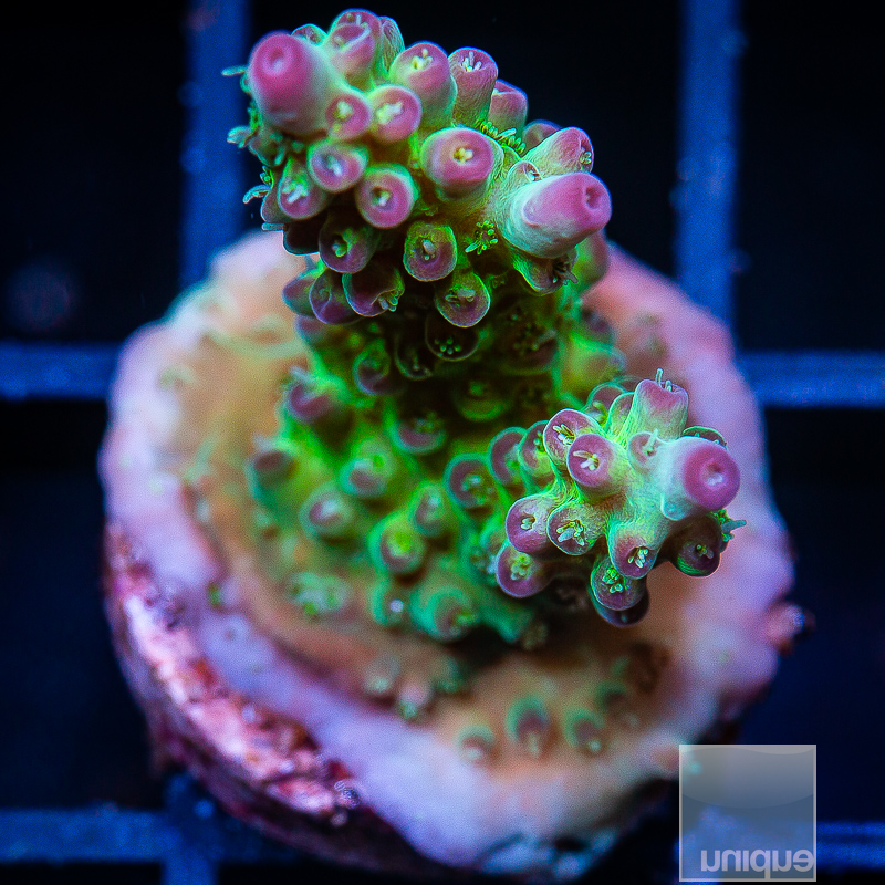 Plumcake Acropora Variant 59 26.JPG