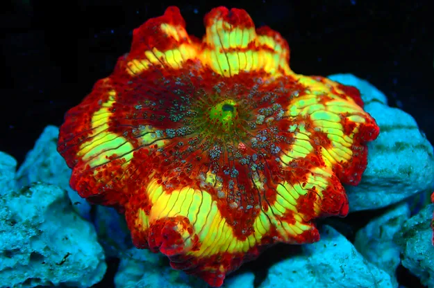 PNG Tiger Lilly Disco - Kush Coral 850.png