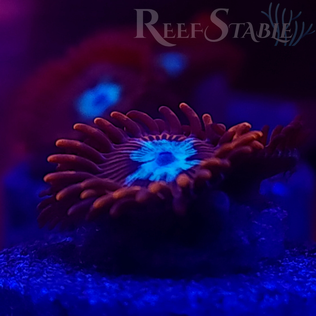 pnstar-zoas-display.jpg