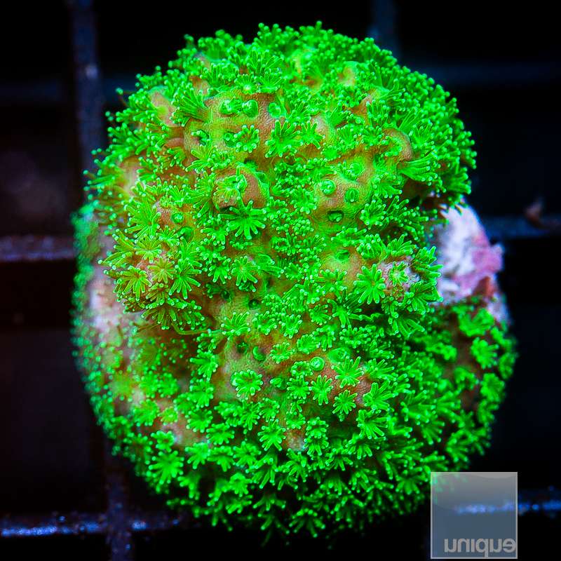 Pocillopora Eyduoxi 29 5.JPG