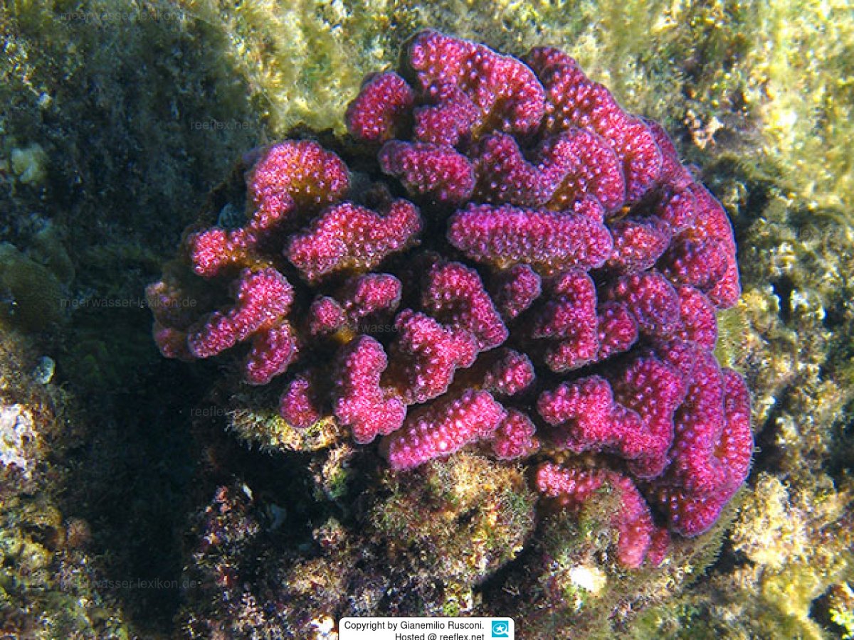 Pocillopora verrucosa.jpg