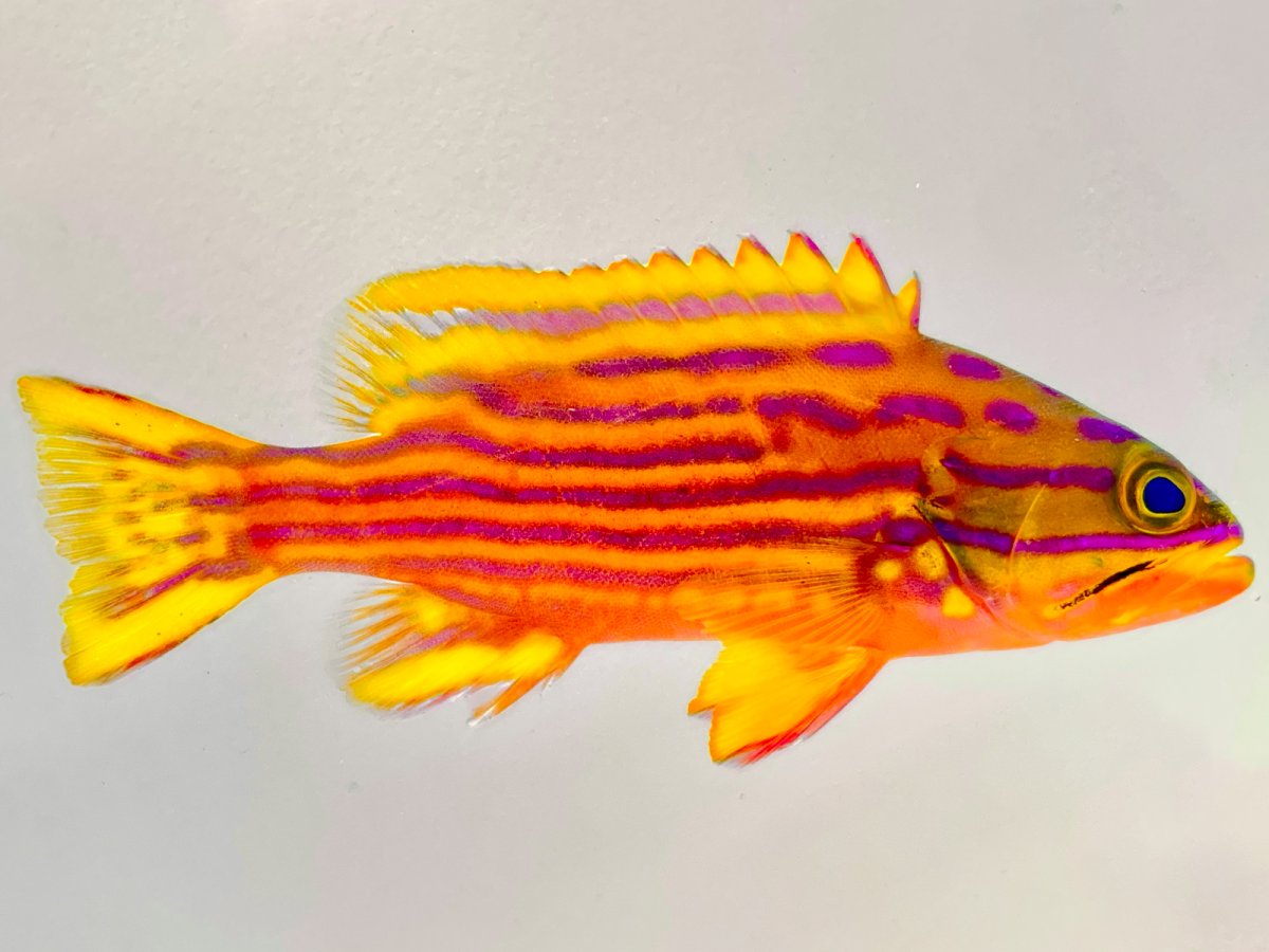 Polleni Grouper.jpg