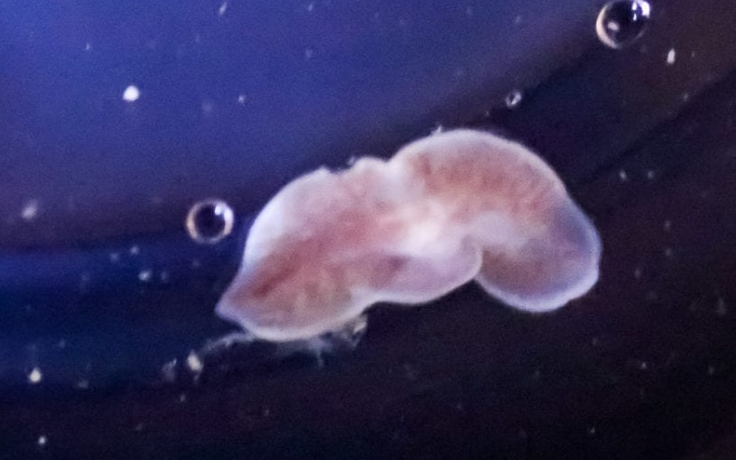 polycladflatworm.jpg