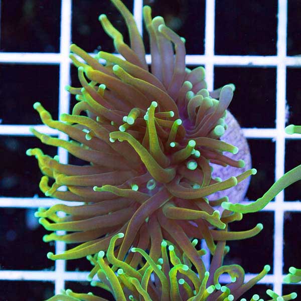 Polyp-Palooza Golden Torch #2.jpg