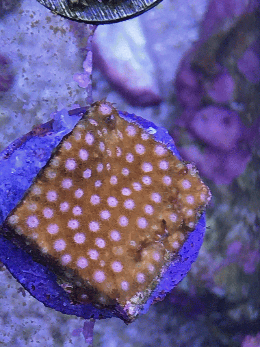 porites.gif