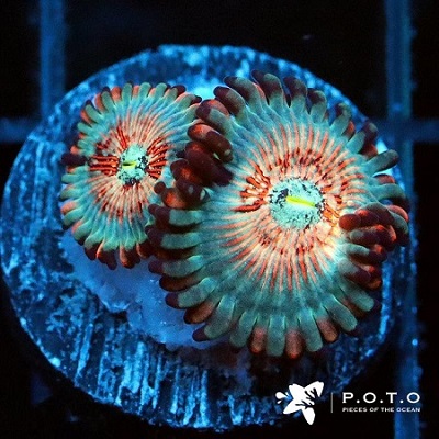 POTO1 White Zombie zoa.jpg