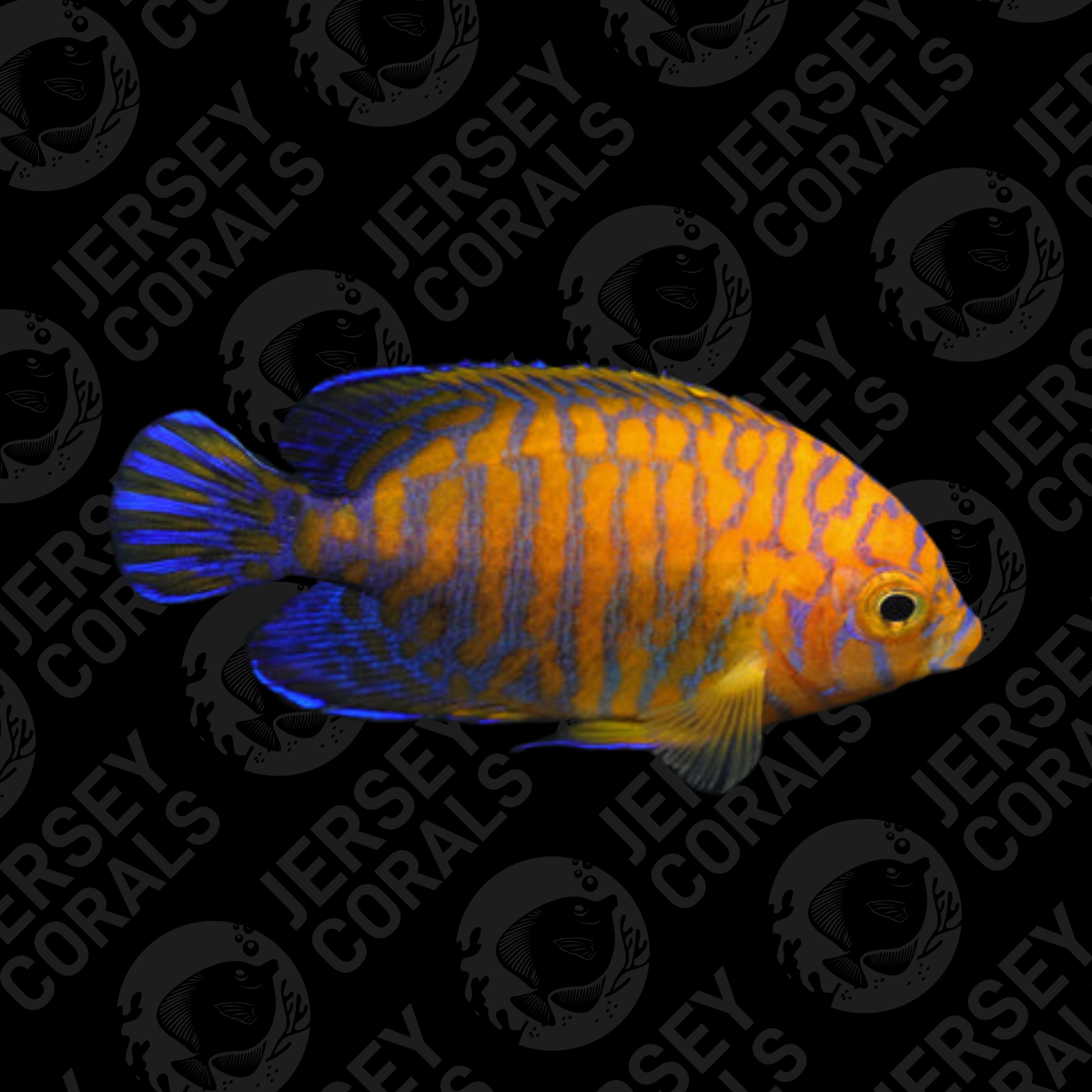 Potter ANgelfish.png