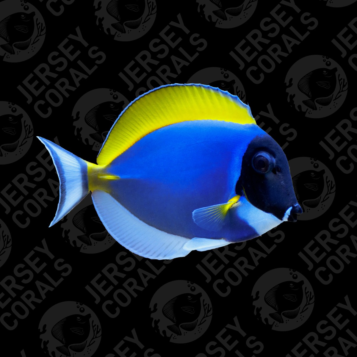 Powder Blue Tang 2.jpg