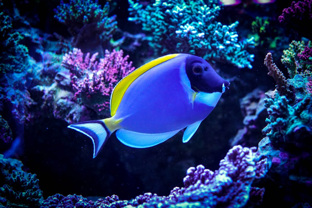 Powder Blue Tang.jpg