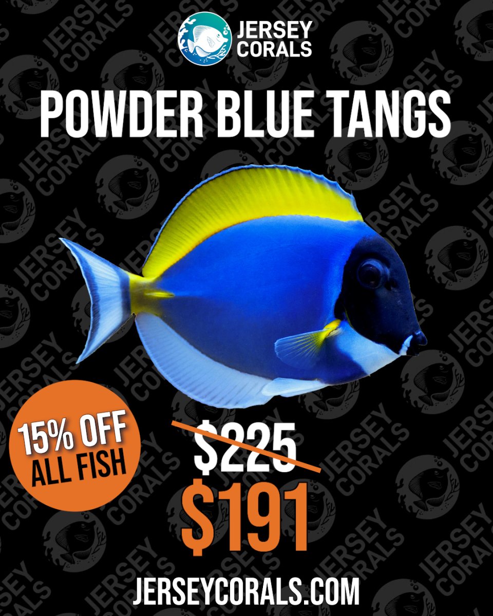 POWDER BLUE TANGS.jpg