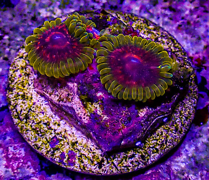 Predator Zoa -197.JPG