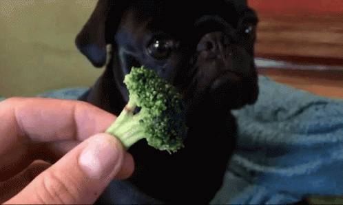 pug-broccoli.gif