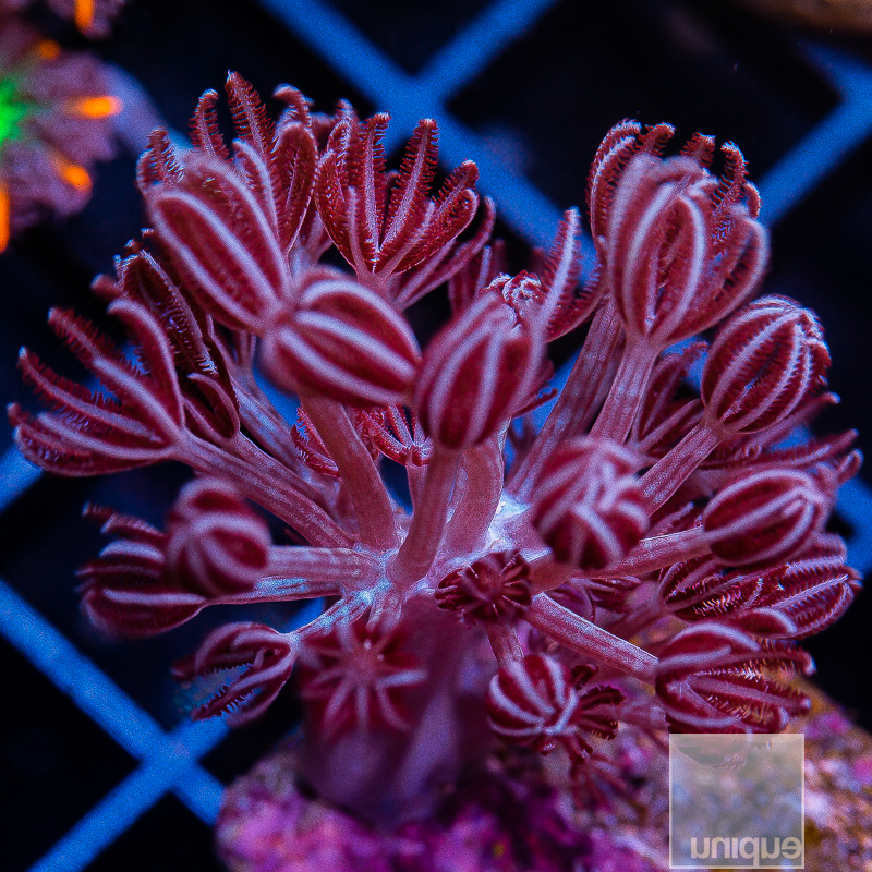 Pulsing Xenia 49 32.JPG