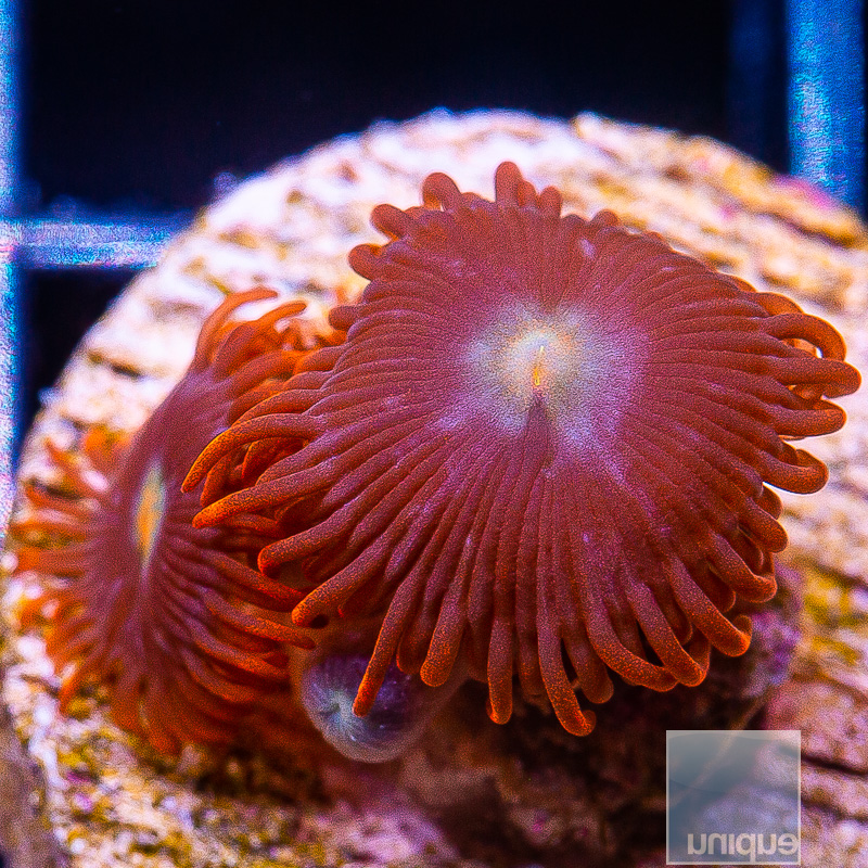 Punk Rocker Zoanthid 29 10.JPG