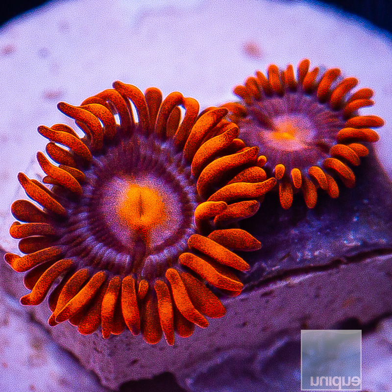 Punk Rocker Zoanthid Variant 24 10.JPG