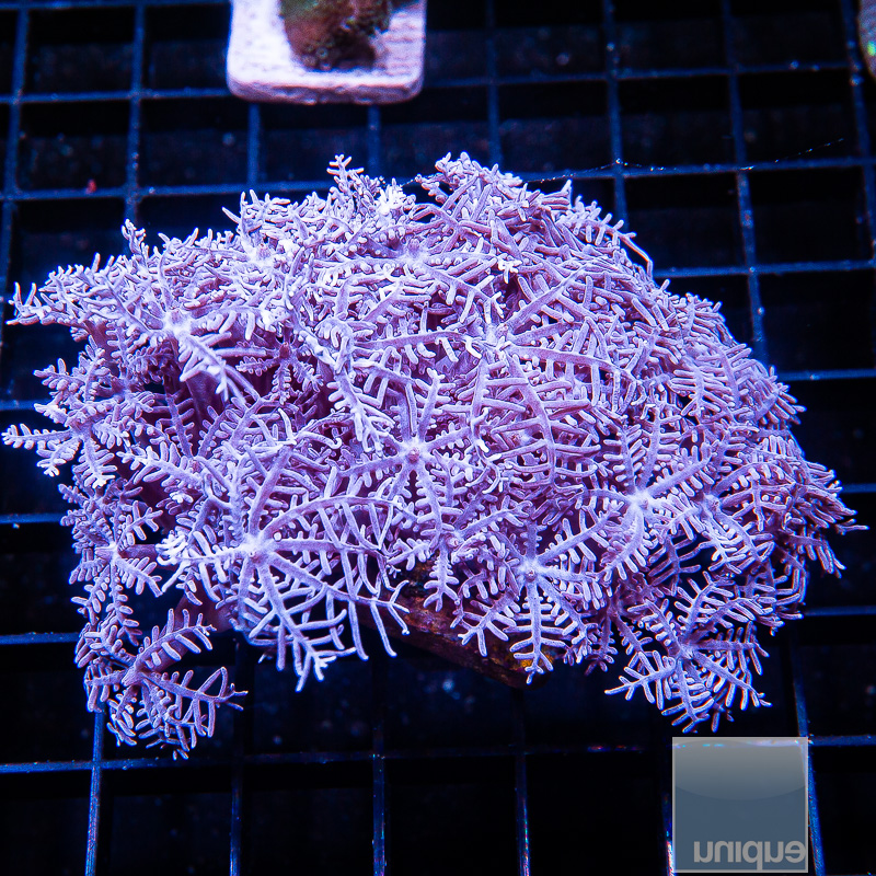 Purple Anthelia 44 20.JPG