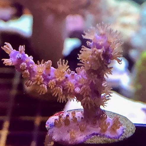 Purple Candelabra Gorgonian.JPG