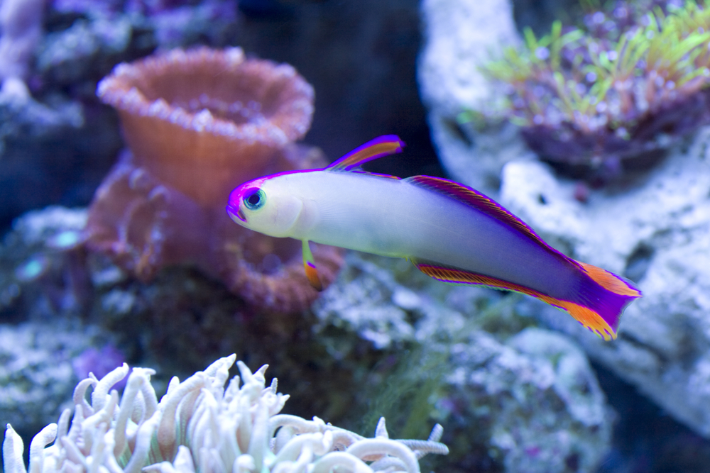 Purple Firefish Goby.jpg