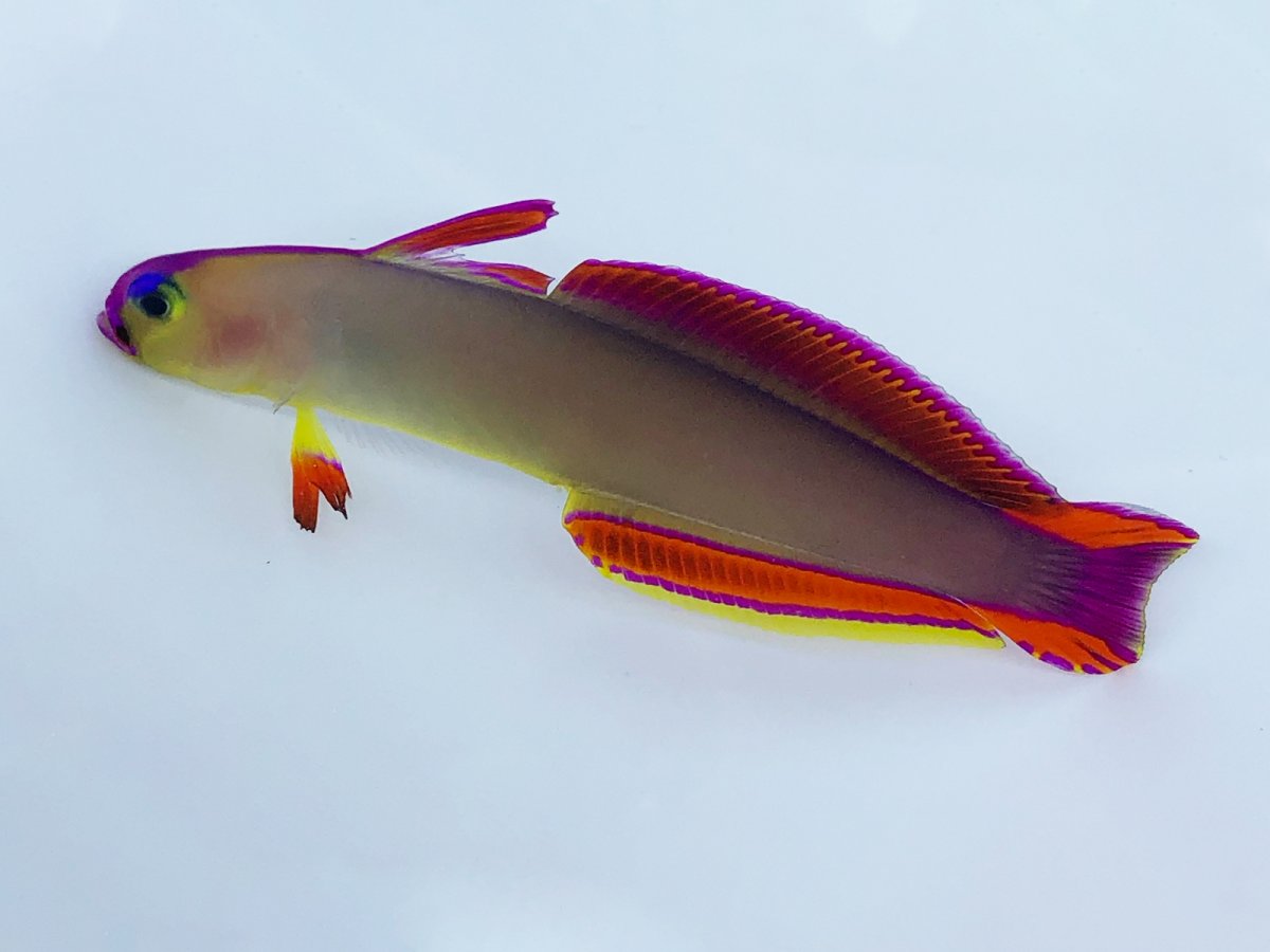 Purple Firefish.jpg