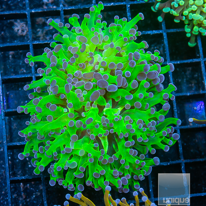 Purple Frogspawn 79 35.JPG