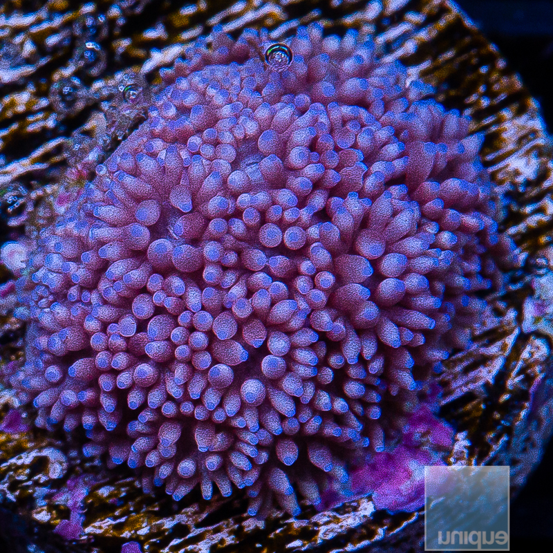 Purple Goniopora 59 36 (1).JPG