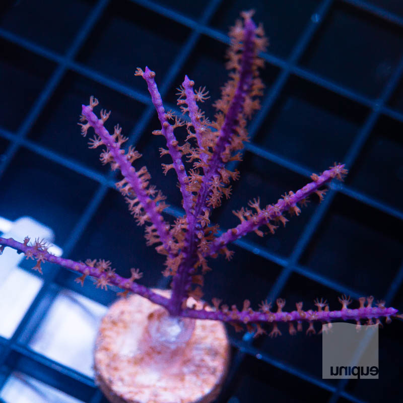 Purple Gorgonian 79 56.jpg