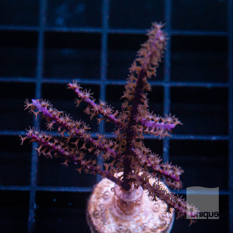 Purple Gorgonian 79 56.jpg