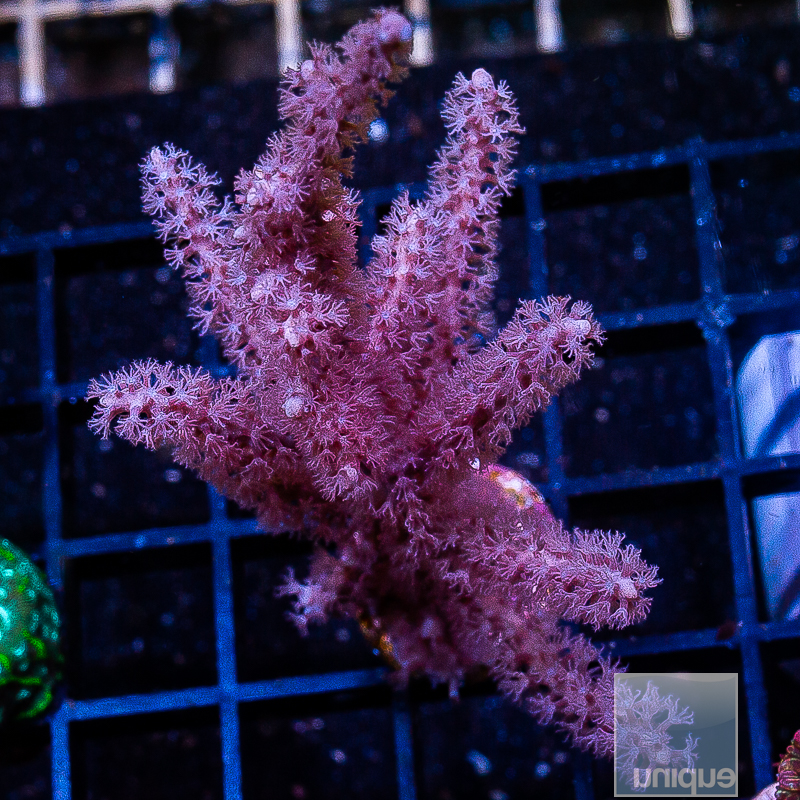 Purple Gorgonian Chunk 129 82.JPG