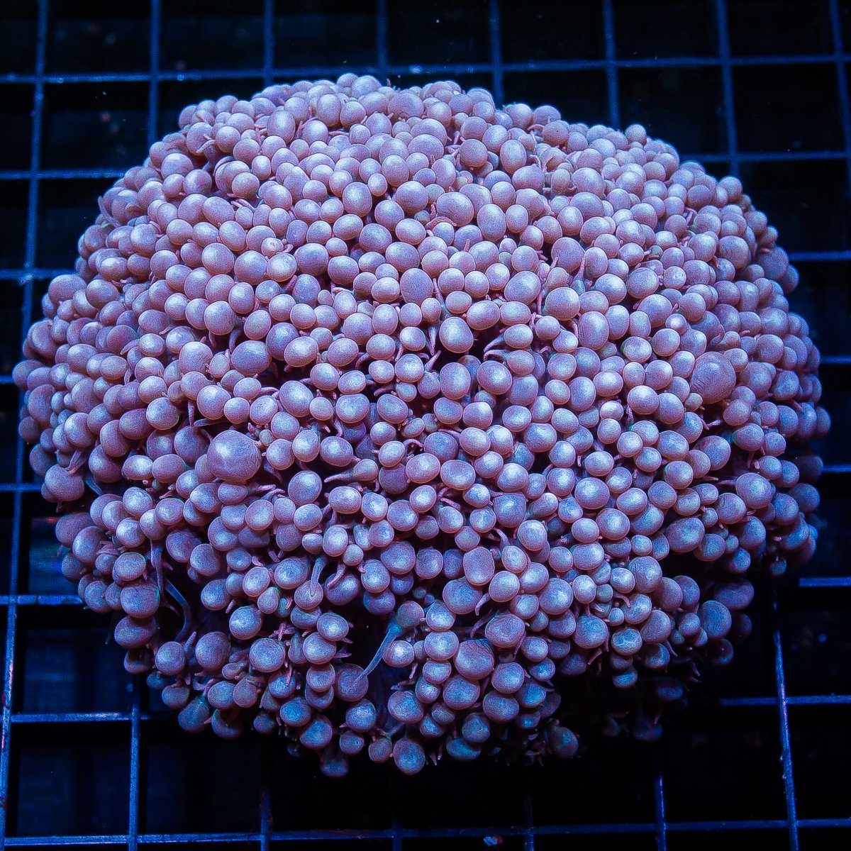 Purple Micro Bubble Coral 399 140.JPG