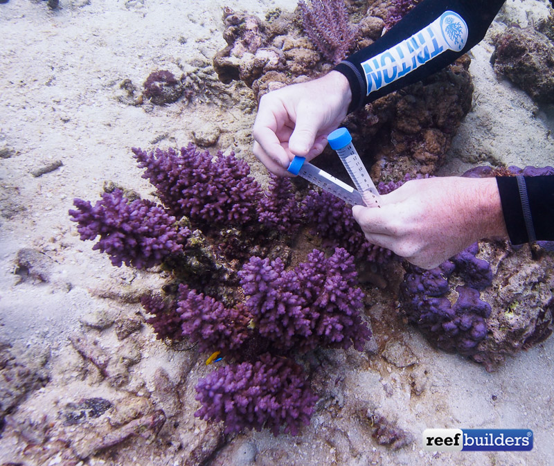 purple-monster-acropora-solomon-islands-11.jpg