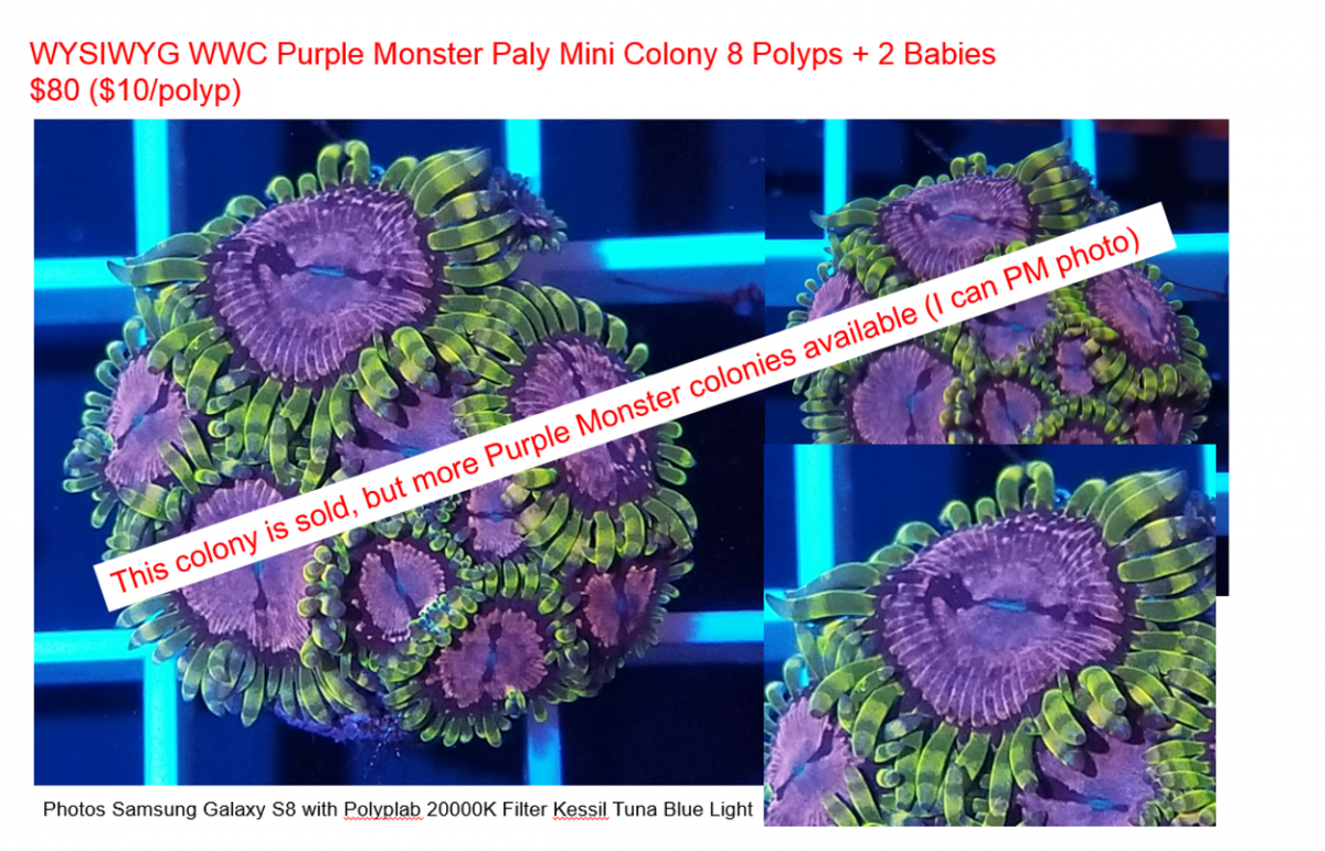 Purple Monster Sold Photo.png