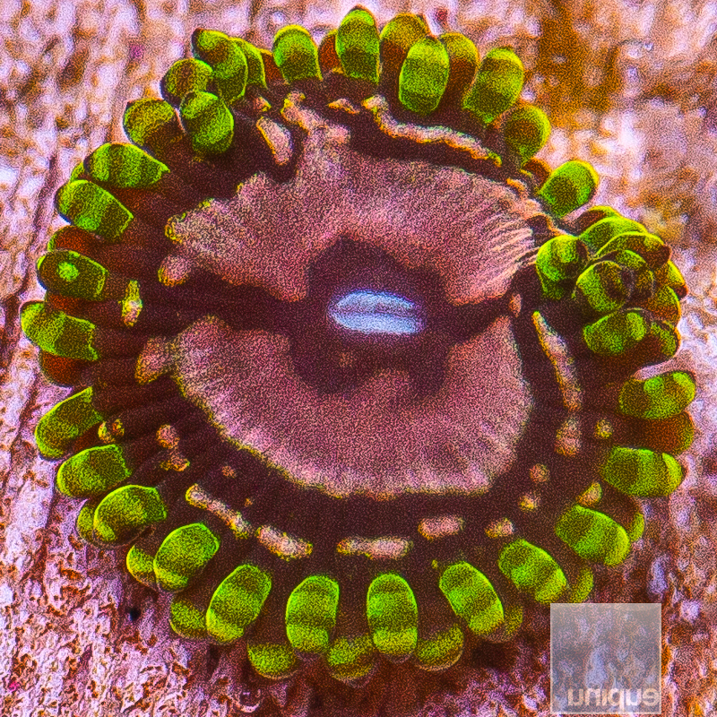 Purple Monster Zoanthid 29 10.JPG