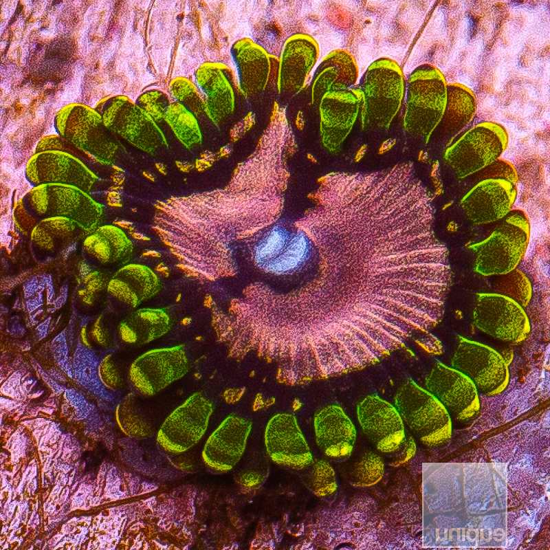 Purple Monster Zoanthid 29 10.JPG