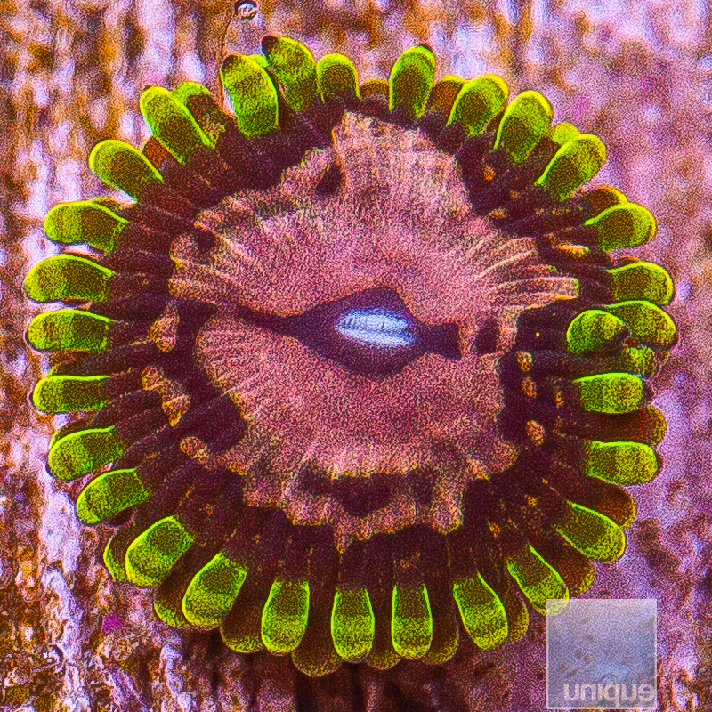 Purple Monster Zoanthid 29 11.JPG