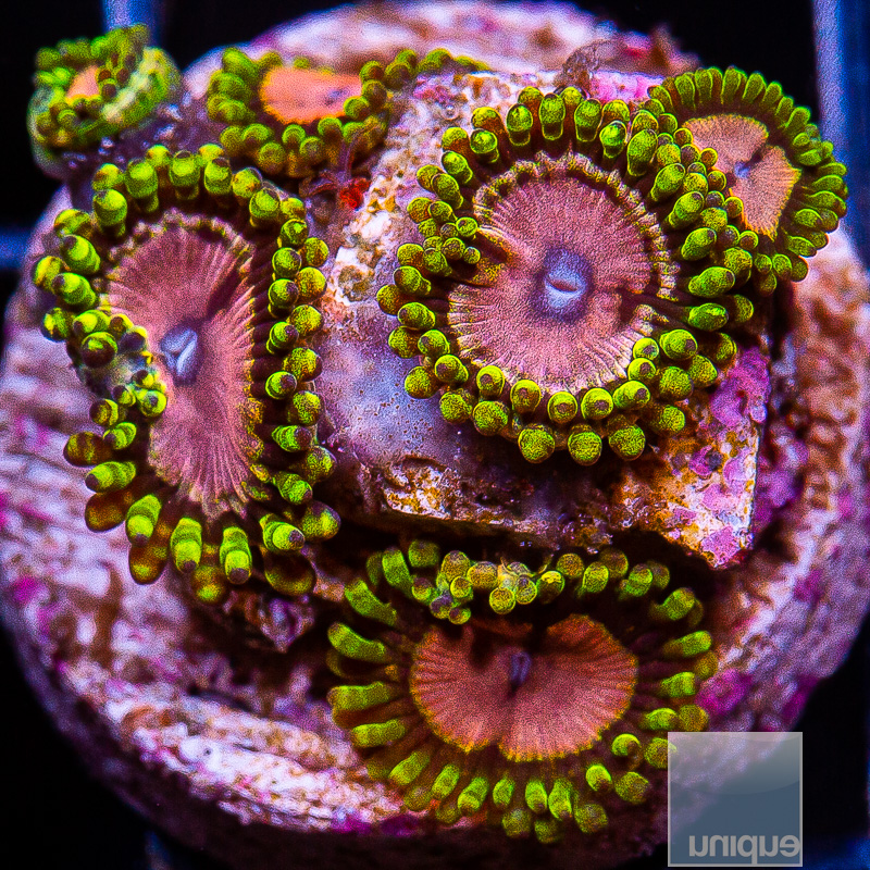 Purple Monster Zoanthid 99 46.JPG