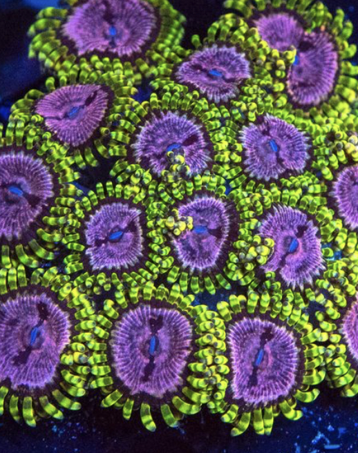 PURPLE MONSTER ZOANTHID.jpg