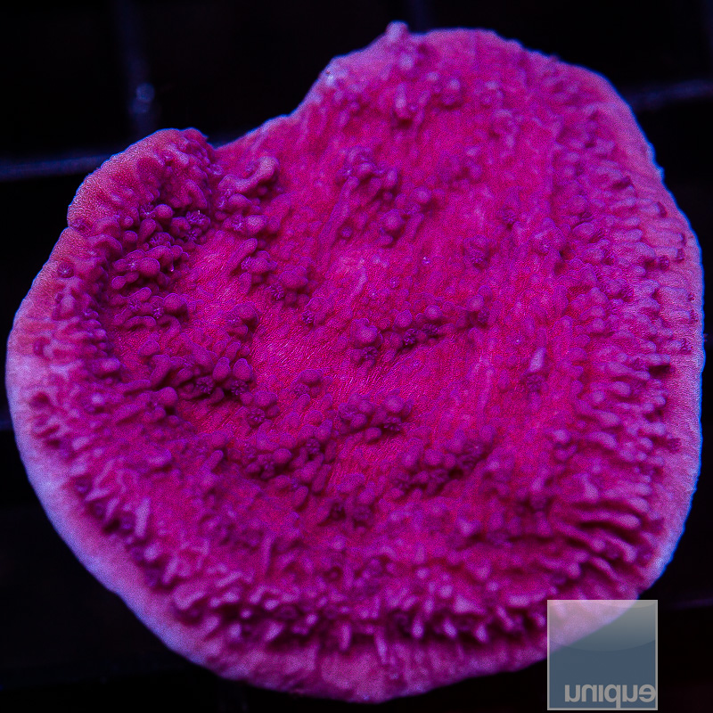 Purple Montipora Capricornus 69 46.JPG