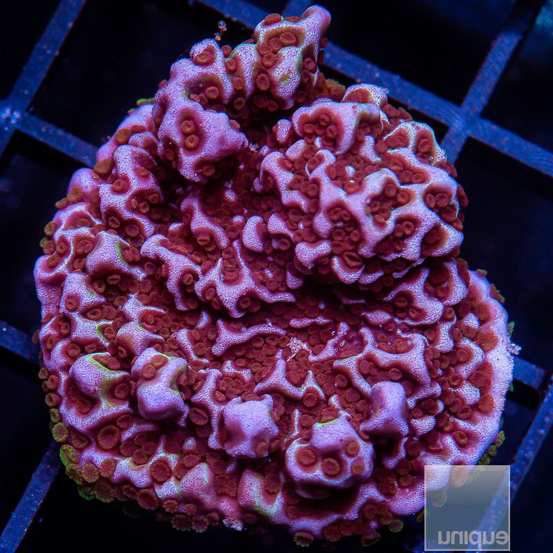 Purple Passion Montipora Undata 119 65.JPG