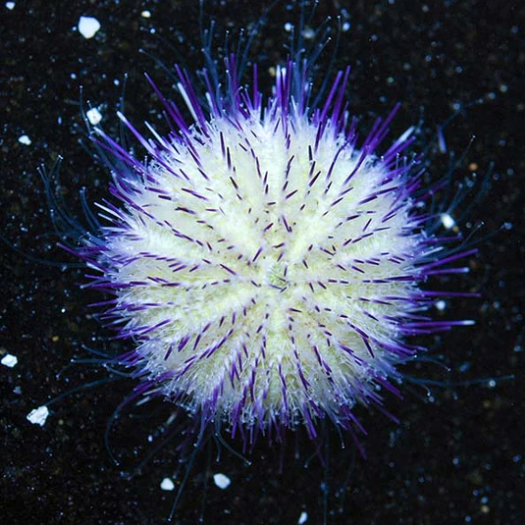 purple pincushion.png