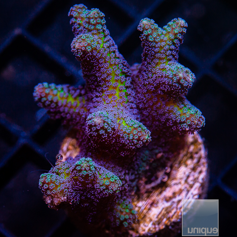 Purple Polyp birdsnets 69 36.JPG