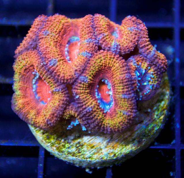 purple rim acan.jpg