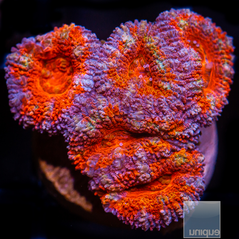 Purple Rim Acan Lord 69 40.JPG