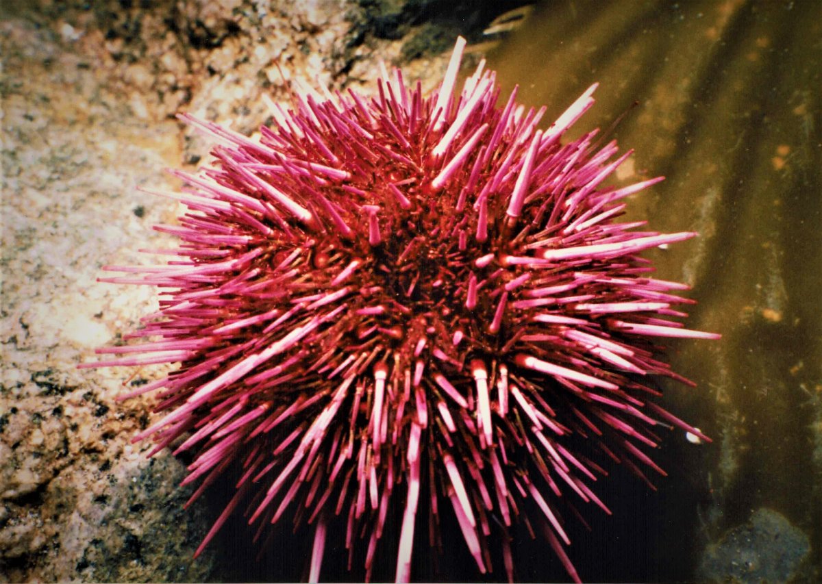 Purple Sea Urchin.JPG