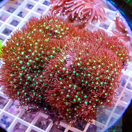 Purple star polyp 59 99.jpg