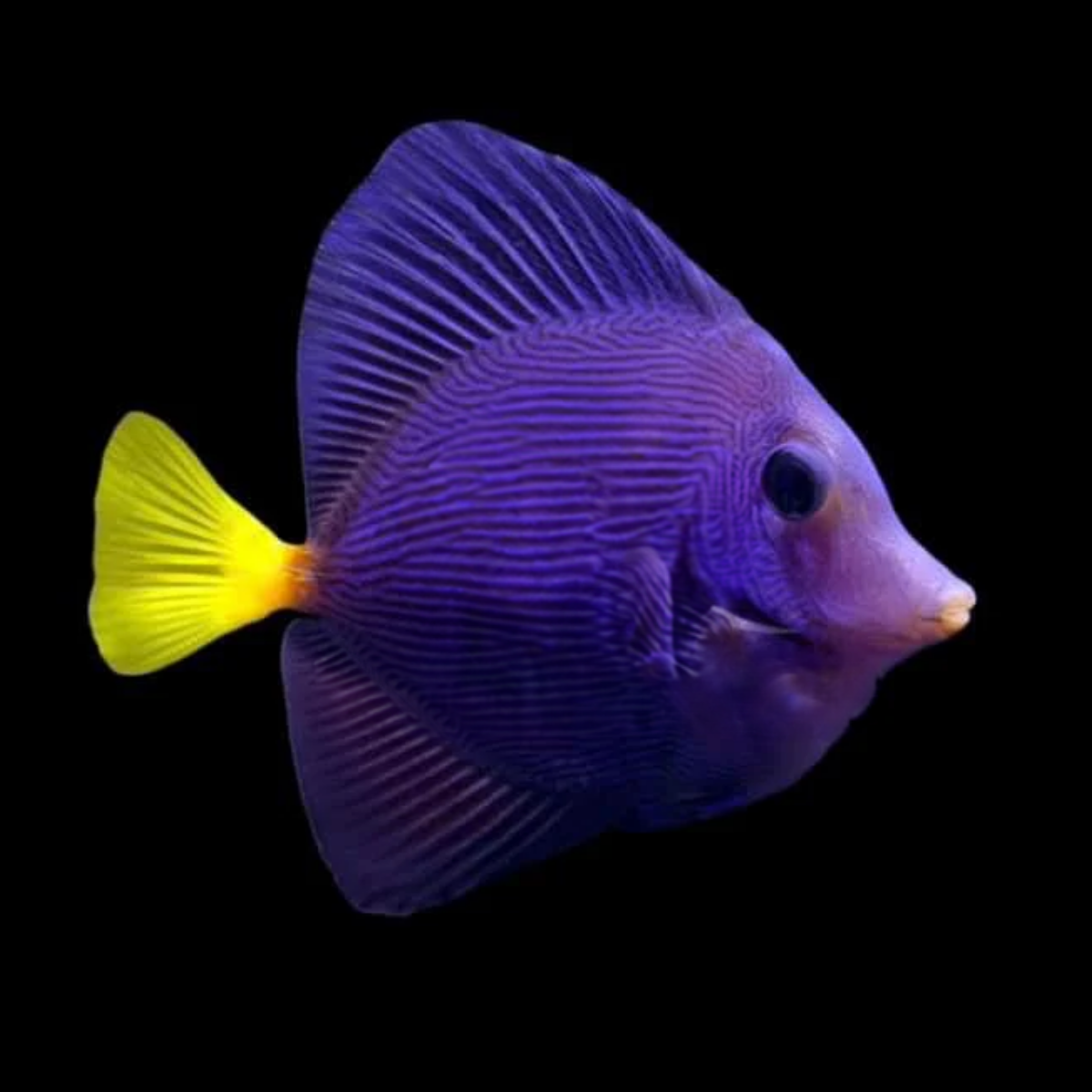 PURPLE TANG 1.png