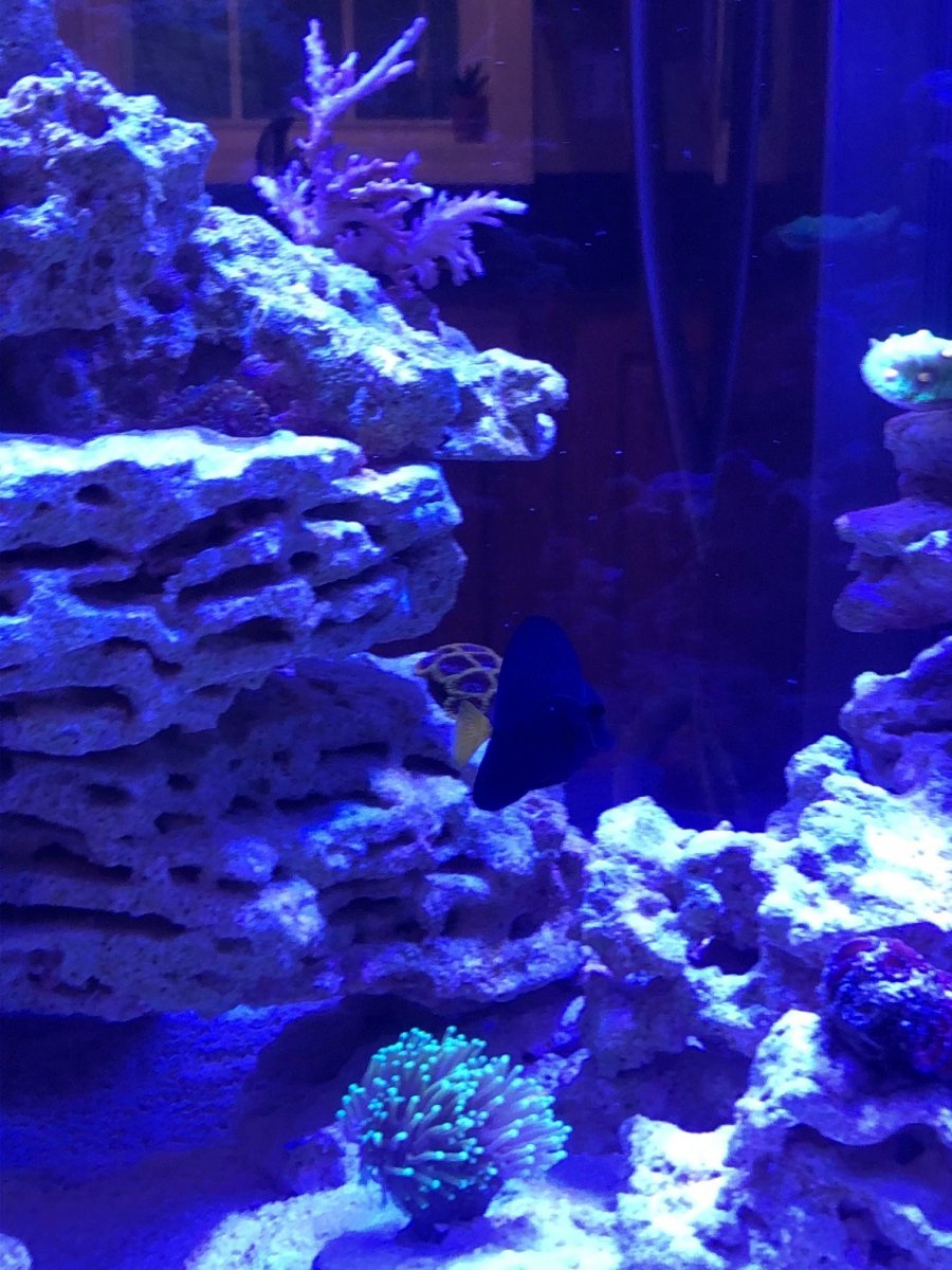 purple tang 1262020.jpg