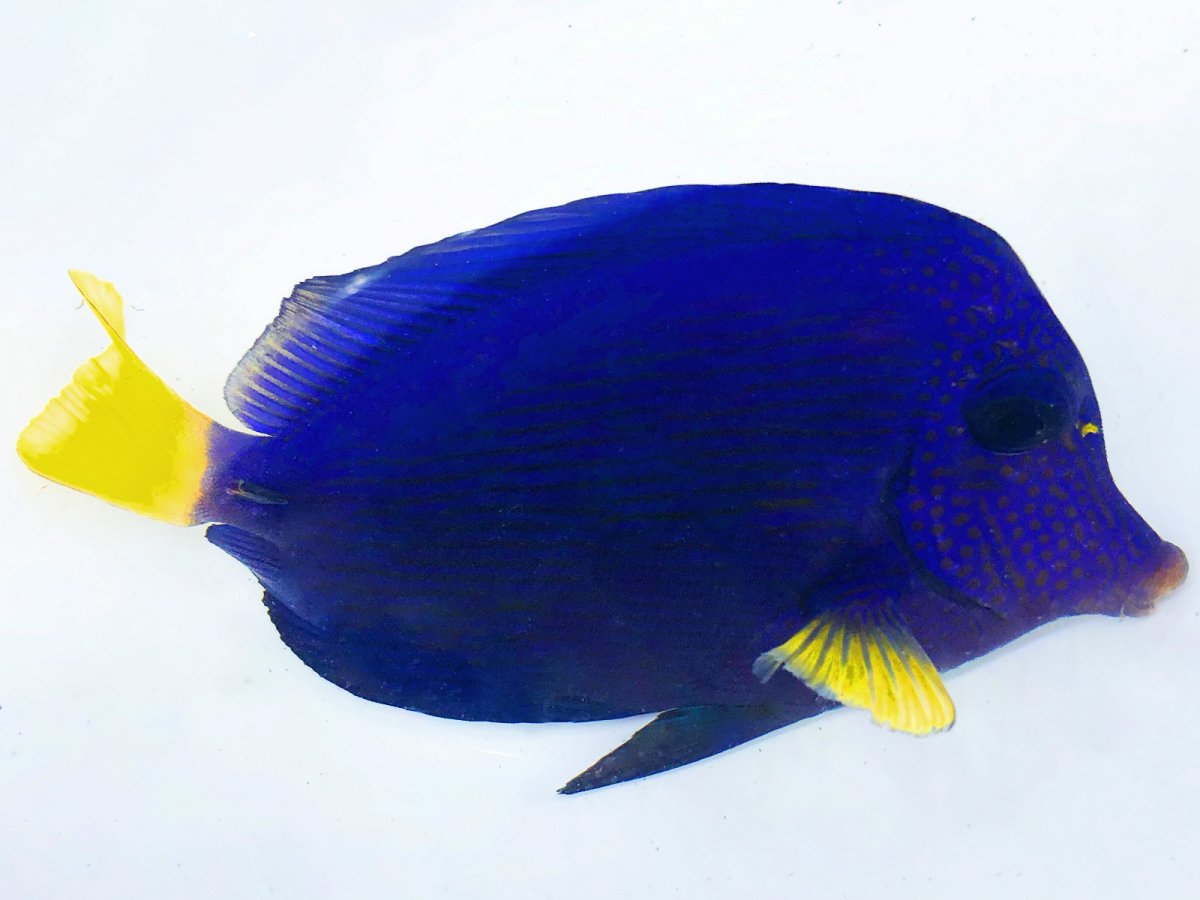 Purple Tang A1.jpg